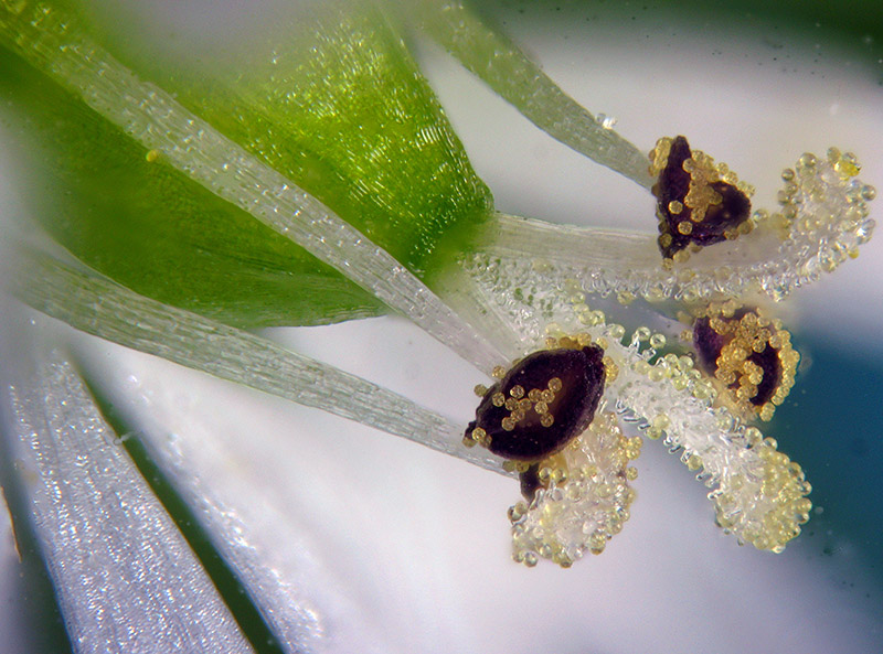 Stellaria media / Centocchio comune